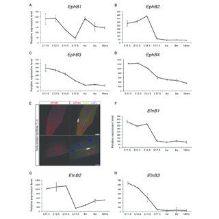 Expression Profile Of Ephb Receptors And Ephrins In Skeletal Muscle