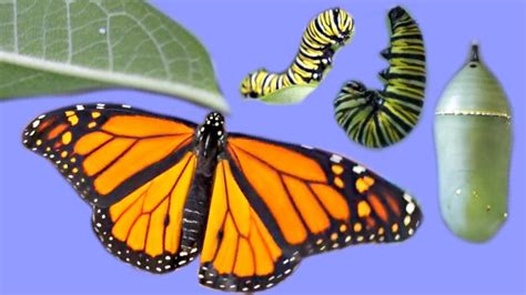 Raising An Egg To A Butterfly The Life Cycle Of The Monarch