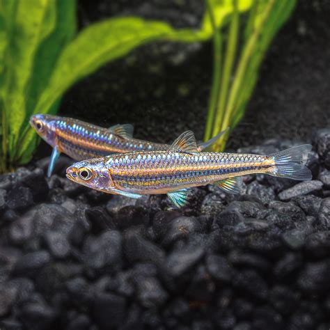 Rainbow Shiner: Aquatic Marvels - Flip Aquatics