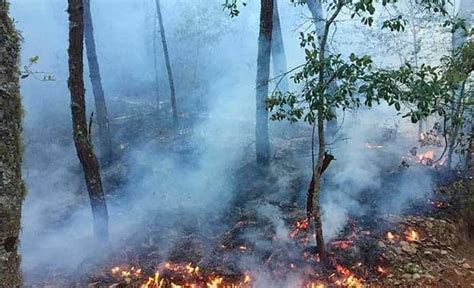 Incendios Forestales Arrasan 50 Hectáreas De Pino Y Encino