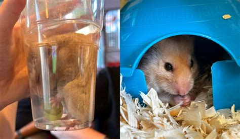 Un Hamster est Sauvé d une Poursuite par un Chat Après Avoir Été Placé