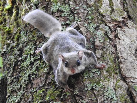 Southern Flying Squirrel Mammals Of Pinery Provincial Park