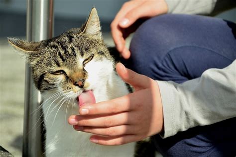 Warum Leckt Mich Meine Katze Dauernd Ab Gr Nde Und Tipps