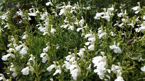 Salvia Greggii Blanca Purasalvia