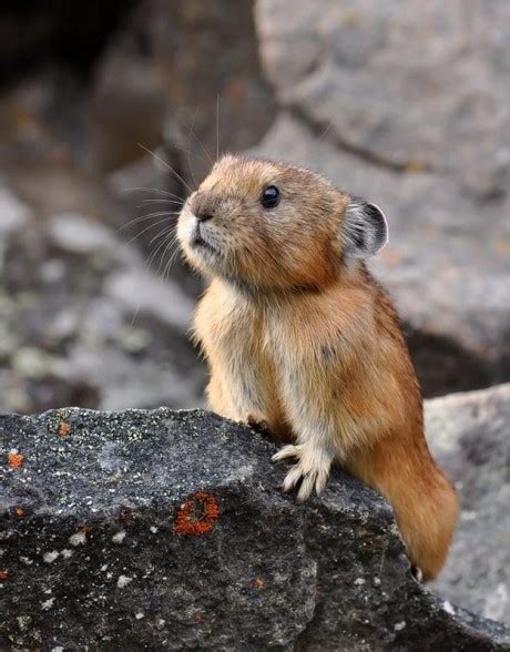 Baby Marmot : r/aww