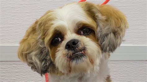 Vicious Shih Tzu Groomers Refuse To Work On YouTube