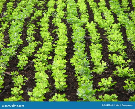 field patterns stock image image  beautiful detail