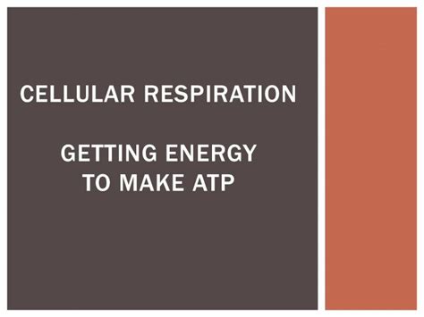 Pdf Cellular Respiration