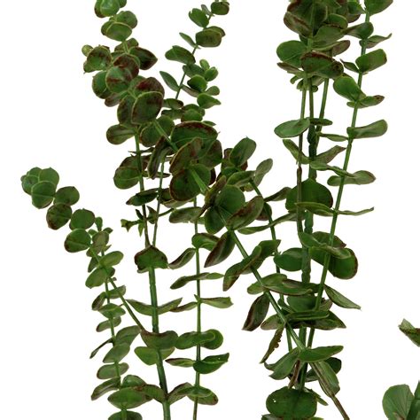 Floristik24 Fr Branche D Eucalyptus Verte 130cm 87623