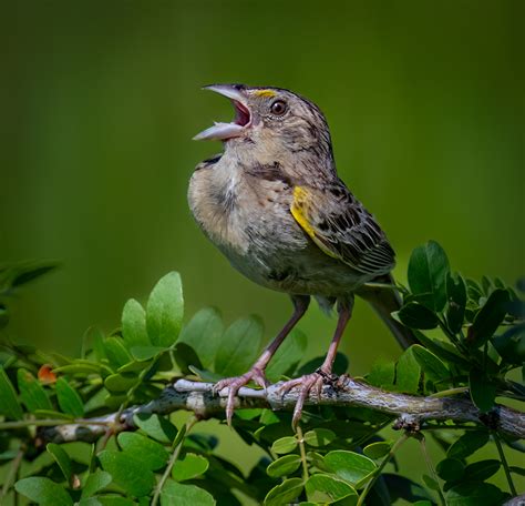 Grasshopper Sparrow Owen Deutsch Photography