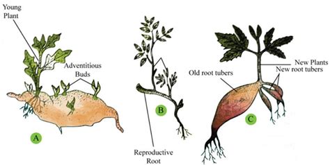 Adventitious Root System: Types, Modifications and Examples – StudiousGuy