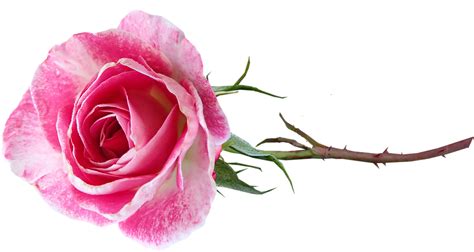 Flower Pink Rose Free Image On Pixabay