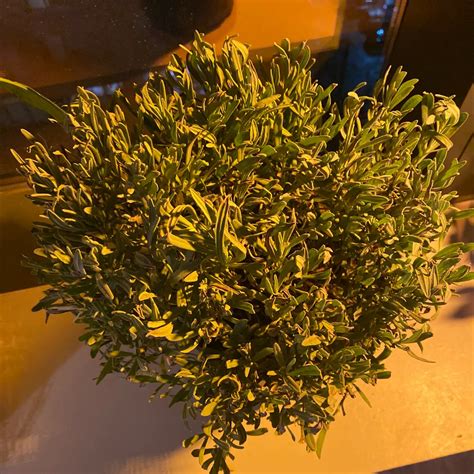 Why Are My English Lavender Leaves Droopy?