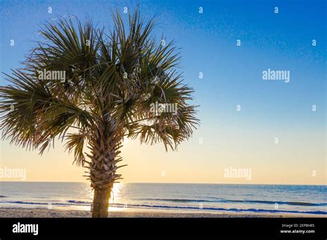 Palmetto Tree At Sunrise On The Atlantic Ocean Coast In Myrtle Beach