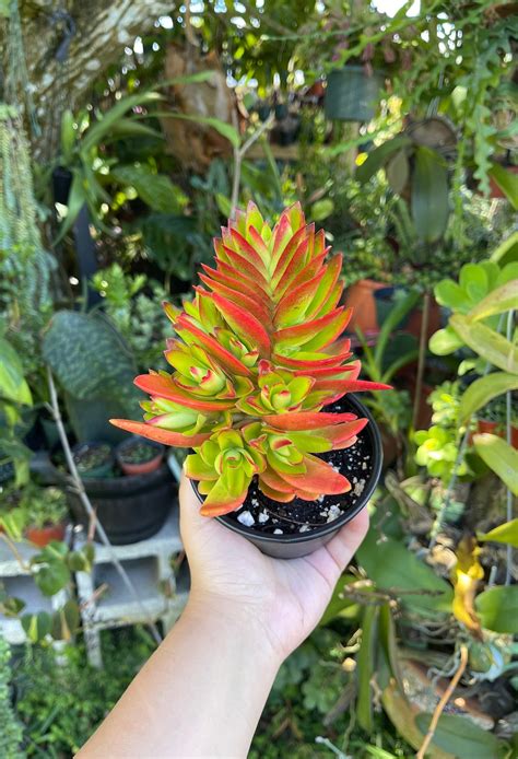 Crassula Capitella Campfire Rare Succulent Live Plant Etsy