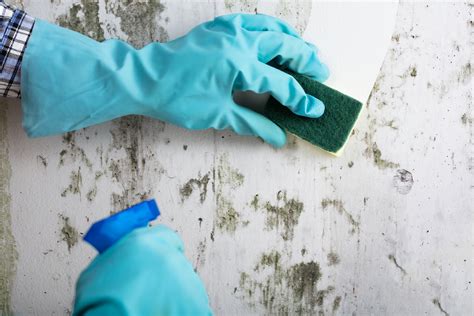 How to Remove Mould from Your Walls | Restorations [UK]