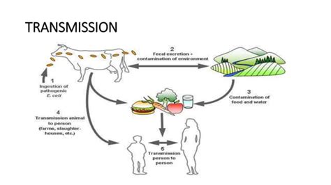 Enterohemorrhagic Escherichia Coli Infections Ppt