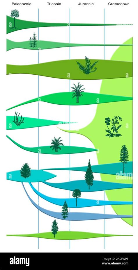 Plant evolution, diagram. Thirteen major groupings of plants are shown over four geologic time ...