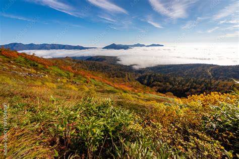 北海道・大雪山系の赤岳で見た、眼下に広がる銀泉台の紅葉と迫り来る雲海、快晴の青空 Foto De Stock Adobe Stock