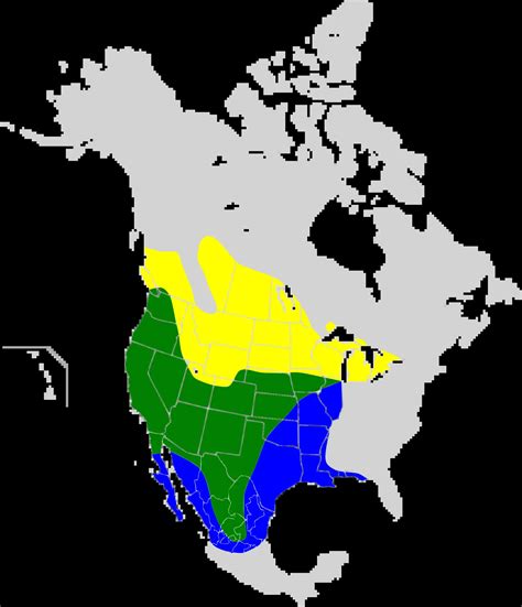 Western Meadowlark - Facts, Diet, Habitat & Pictures on Animalia.bio