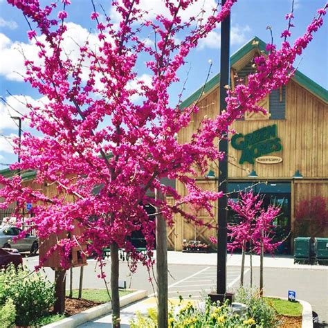 Oklahoma Redbud — Green Acres Nursery & Supply