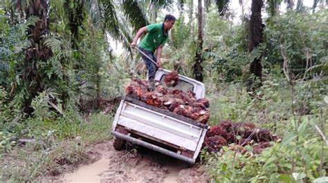 Pekebun Sawit Di Kaltim Makin Bergairah Harga TBS Naik Lagi Jadi Segini