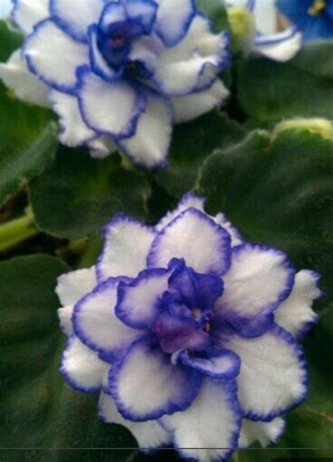 African violets growing indoors care maintenance propagation – Artofit