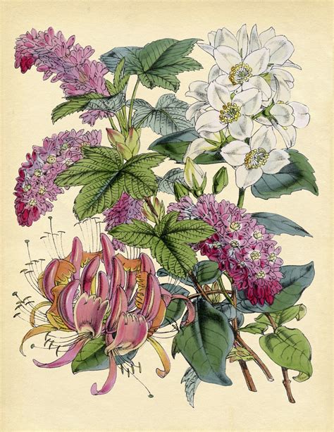 15 Circa 1855 Botanical Bouquet Images! - The Graphics Fairy