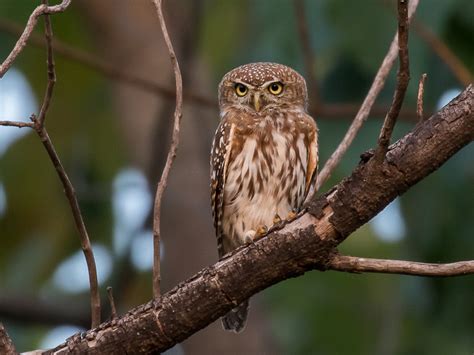 family strigidae owls observationorg