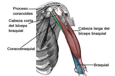 Músculos de la parte superior del brazo inserciones