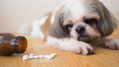 Gabapentin for Dogs: Uses, Dosage, and Side Effects You Should Know