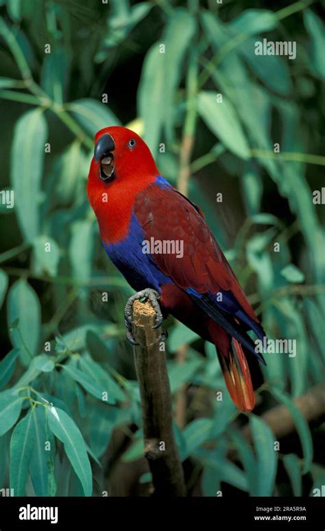 New Guinea Red Sided Eclectus Parrot Eclectus Roratus Polychloros