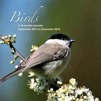 Birds Wall Calendar Magnum Calendars Amazon