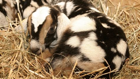 Baby Nubian Goat - Purely Wholesome Farm