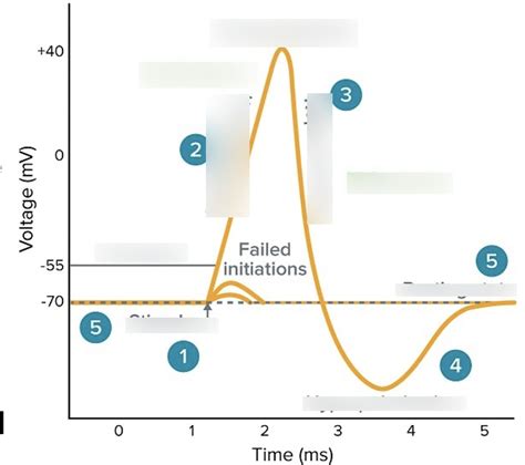 Histophysiology Neuro And Action Potentials Part 2 Diagram Quizlet