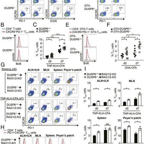 Schéma Simplifié De La Différenciation Des Lymphocytes T Naïfs Les