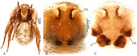 A C Xysticus Thessalicus Female A Habitus Dorsal B Epigyne