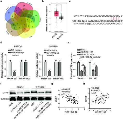 LINC01133 Regulates MYRF Expression Via MiR 199b 5p A MicroT