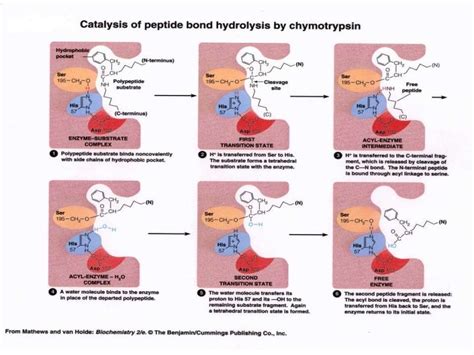 Serine proteases