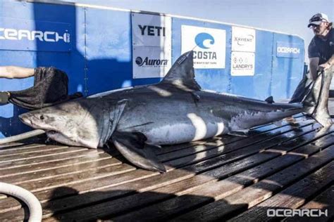 12 Foot Great White Shark Off Atlantic City Shore