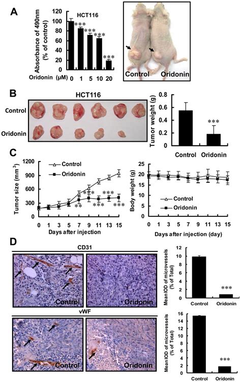 Oridonin Suppressed Tumor Growth Through Antiangiogenic Activity A