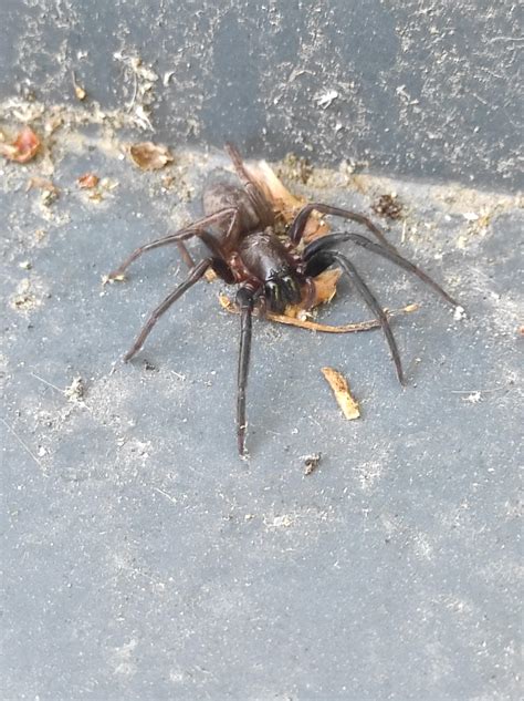 Most Likely A Segestria Florentina Seen At Work Today R Spiders