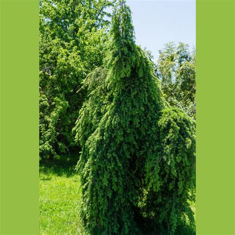 Cedrus Deodara Pendula Weeping Deodar Cedar Or Weeping Himalayan