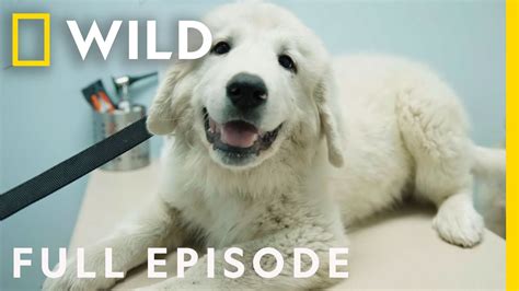 A Diamond In The Ruff Full Episode Critter Fixers YouTube