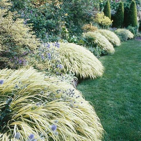 Ornamental Grass Plants Zone 7 Garden Plant