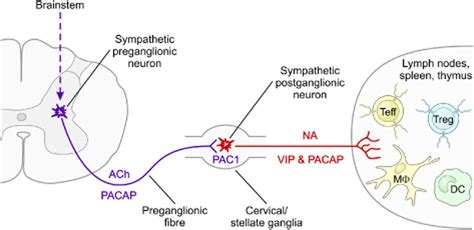 Vip And Pacap Neuropeptide Modulators Of Cns Inflammation Injury And Repair Waschek 2013