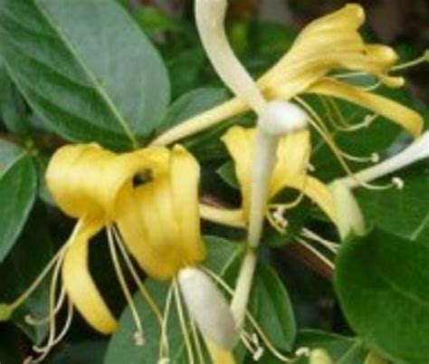 Honeysuckle Lonicera Japonica Halliana Groves Nurseries And Garden Centre