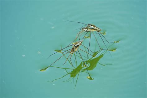 Water Bugs In Your Pool Best Way To Get Rid Of Them Globo Pool