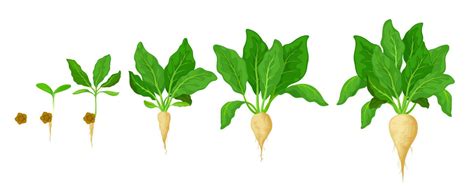 Sugar Beet Grow Vegetable Germination Stages 13210874 Vector Art At