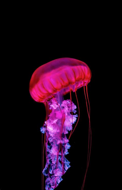 Jellyfish Wallpaper K Phone Infoupdate Org